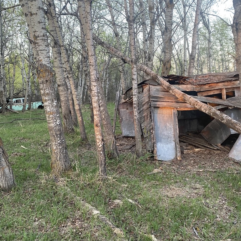 broken down wooden shack amidst trees with an old blue car in the background
