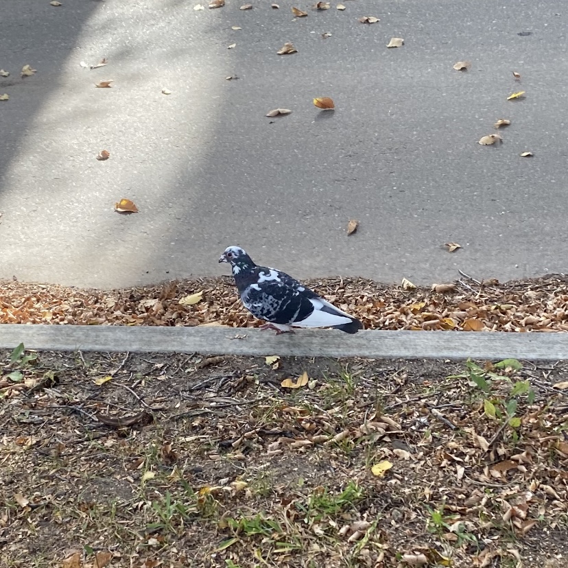 black, grey, and white piebald pigeon on the curb