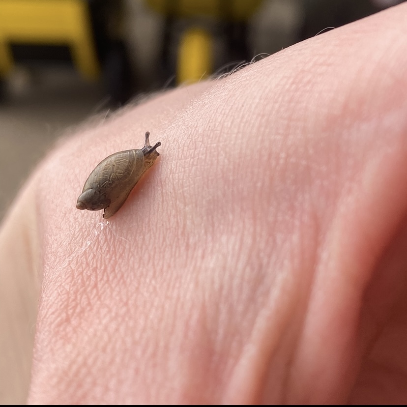 a tiny snail crawling across a hand