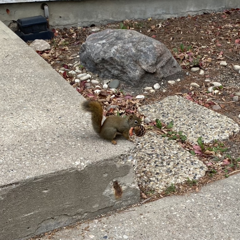 squirrel with a pinecone in its mouth