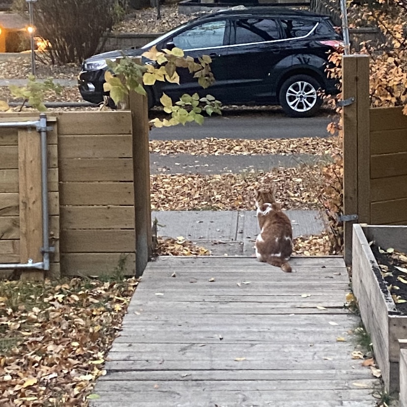 an orange and white cat sitting at the end of a wooden walkway in autumn