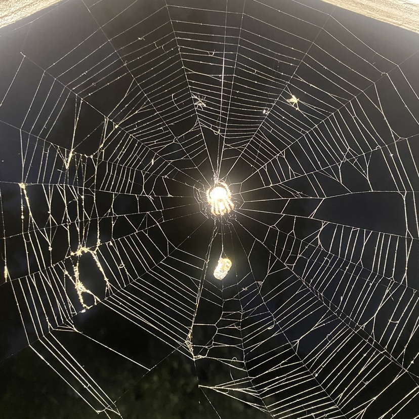 spider web with a spider in the center that appears to glow due to the camera flash